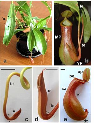 Frontiers | Nepenthes × ventrata Transcriptome Profiling Reveals a